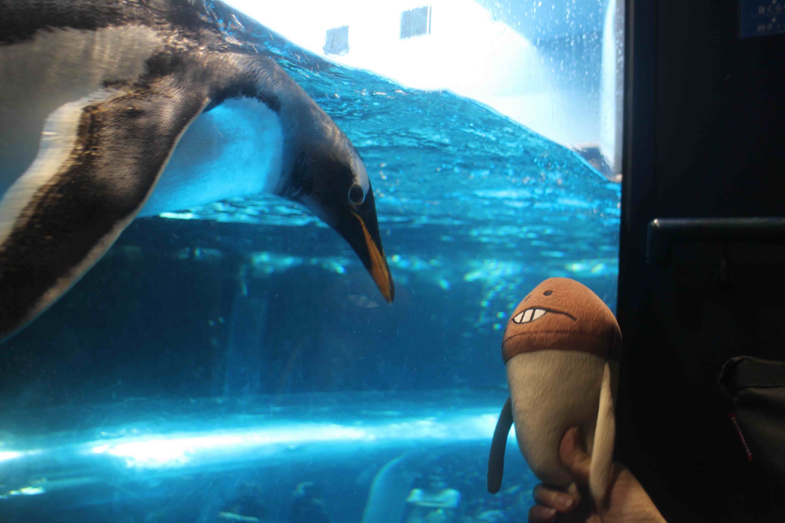 森の生活的水族館/海に住むほ乳類や空飛ぶペンギンとの対話:動画あり@下関・海響館